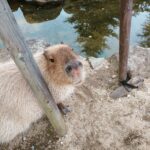 カピバラ