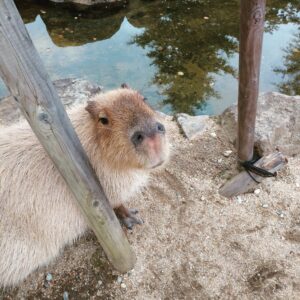 カピバラ