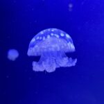 水族館のクラゲ