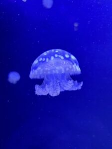 水族館のクラゲ