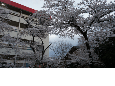 2016年　花見の画像